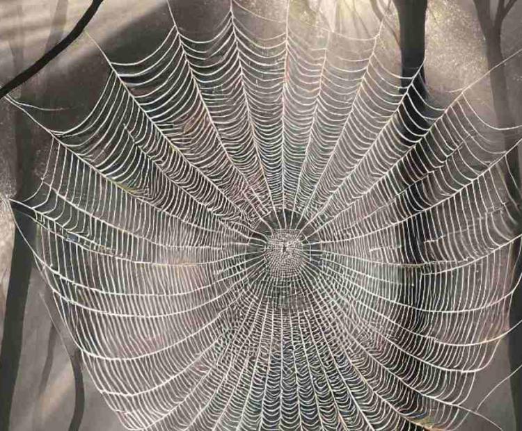 A close-up view of a spider's web, capturing the delicate artistry of its design in the morning light.